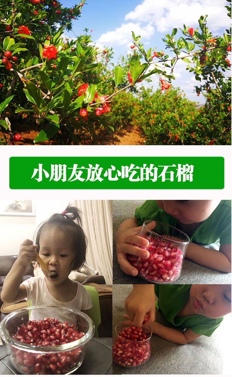 四川会理突尼斯软子石榴大量供应市场社区团购电商一件代发