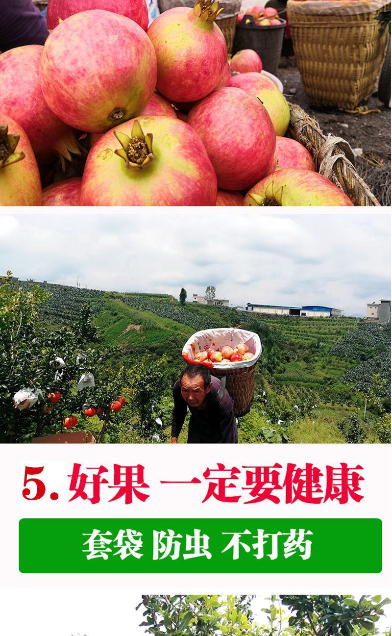 四川会理突尼斯软子石榴大量供应市场社区团购电商一件代发