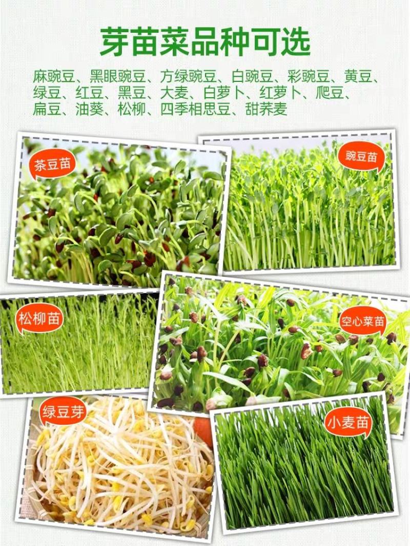 豆芽发芽盆芽苗菜育苗托盘无土栽培水培蔬菜设备豌豆种植芽菜