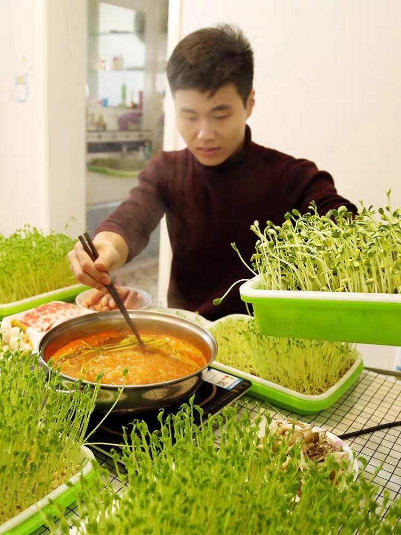 豆芽发芽盆芽苗菜育苗托盘无土栽培水培蔬菜设备豌豆种植芽菜