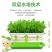 豆芽发芽盆芽苗菜育苗托盘无土栽培水培蔬菜设备豌豆种植芽菜