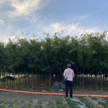 皂角树胸径3-10厘米
