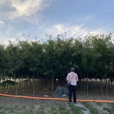 皂角树胸径3-10厘米