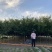 皂角树胸径3-10厘米