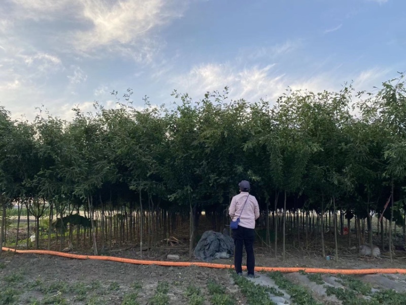 皂角树胸径3-10厘米