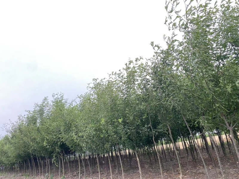皂角树胸径3-10厘米