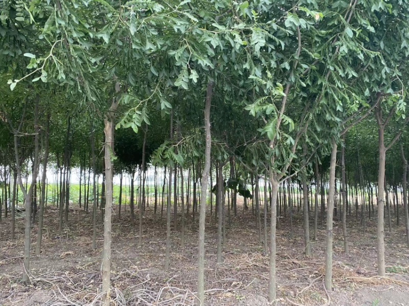 皂角树胸径3-10厘米