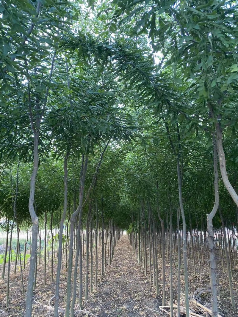 皂角树胸径3-10厘米