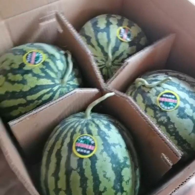 河南麒麟西瓜美都西瓜大量有货可视频看货欢迎来电合作
