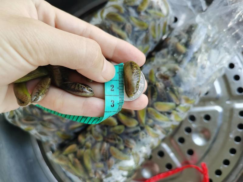 福建漳州海瓜子薄壳水产贝类蛤蜊花蛤可视频看货