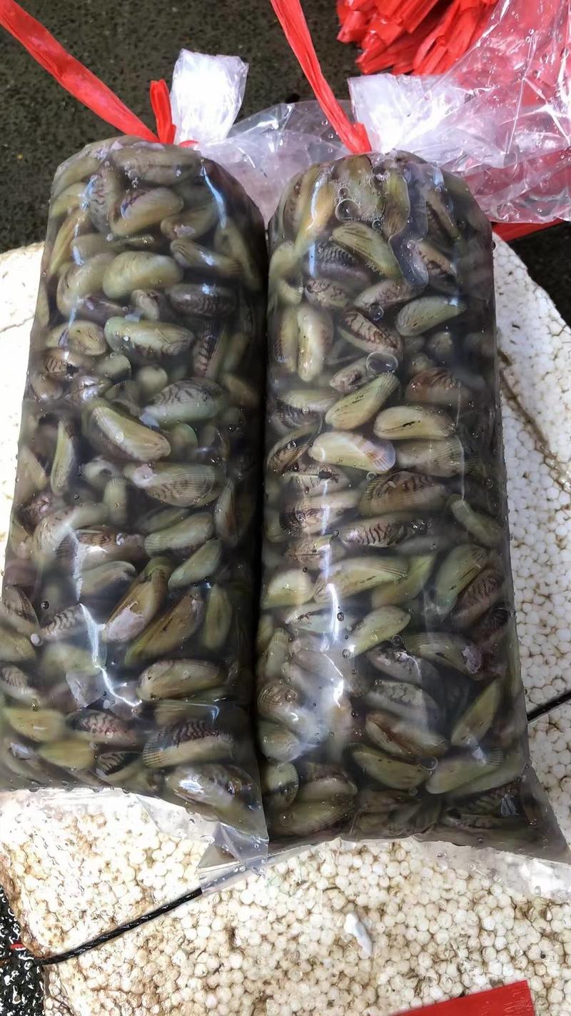 福建漳州海瓜子薄壳水产贝类蛤蜊花蛤可视频看货