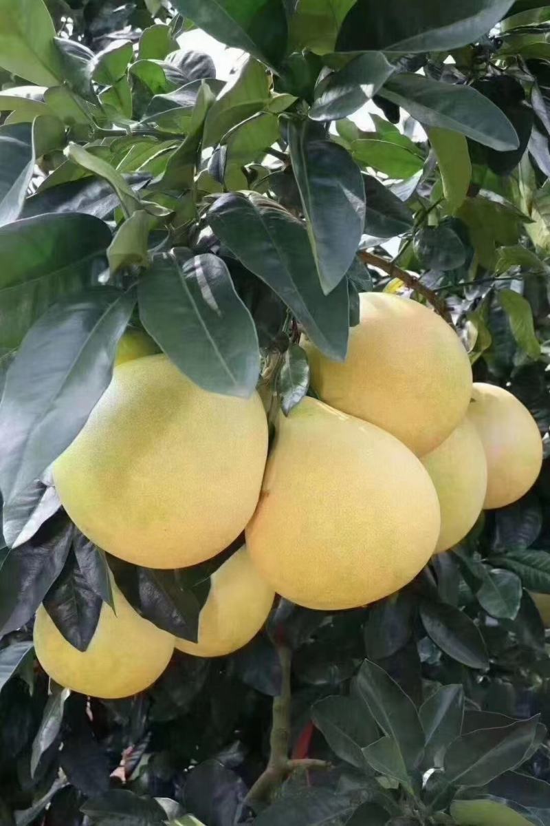 湖北三红柚子精品柚子红心柚子产地直发货源充足稳定