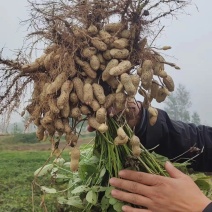 【花生】鲜花生白沙大白沙档口市场电商