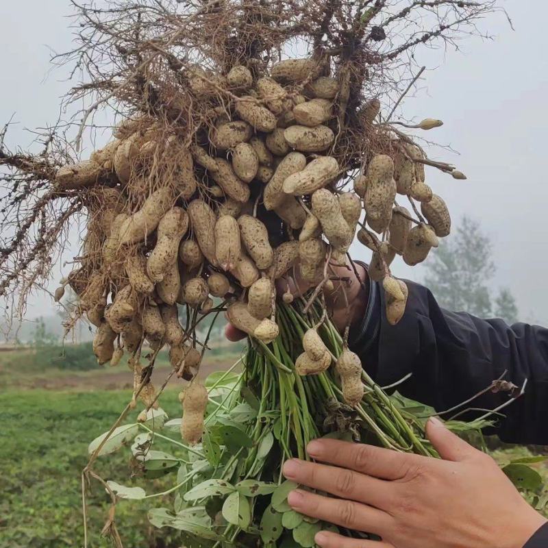 河南花生，鲜花生，大白沙小白沙罗汉果四粒红档口电商