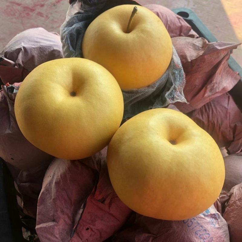 精品圆黄梨，安徽砀山，电商平台，各大商超，全国各大市场，