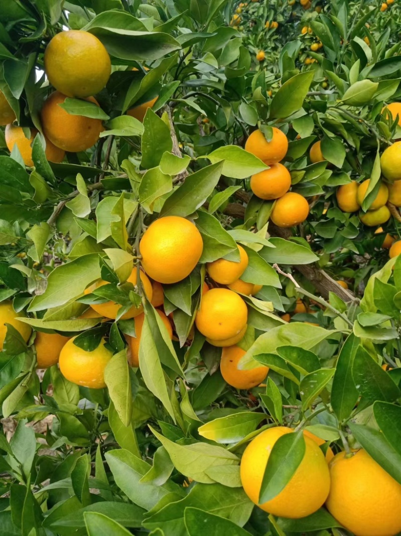 【蜜桔】宜昌特早蜜橘皮薄多汁现摘现发对接全国市场