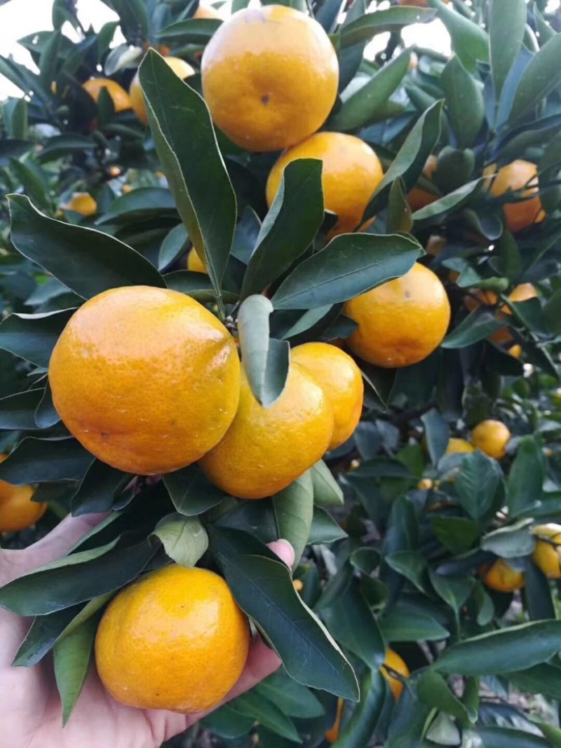 【蜜桔】宜昌特早蜜橘皮薄多汁现摘现发对接全国市场