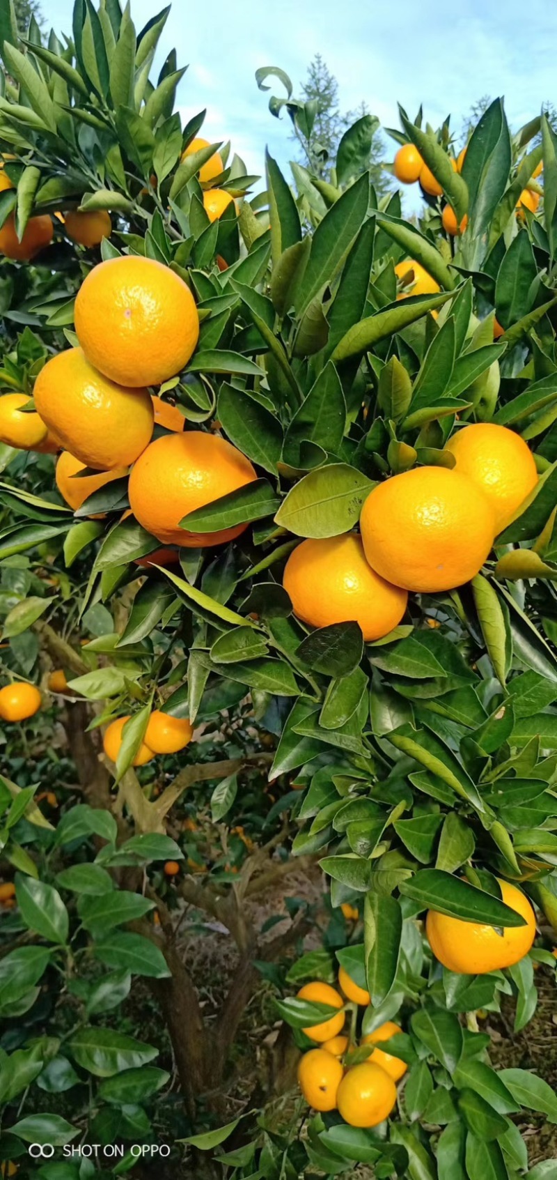 【蜜桔】宜昌特早蜜橘皮薄多汁现摘现发对接全国市场