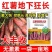 红薯膨大素，地下狂长不裂，控旺增产，增甜
