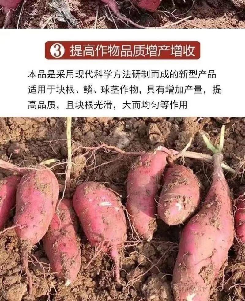 红薯膨大素，地下狂长不裂，控旺增产，增甜