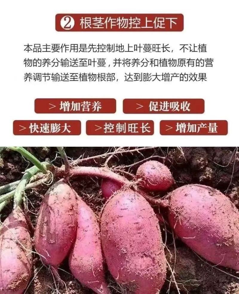 红薯膨大素，地下狂长不裂，控旺增产，增甜