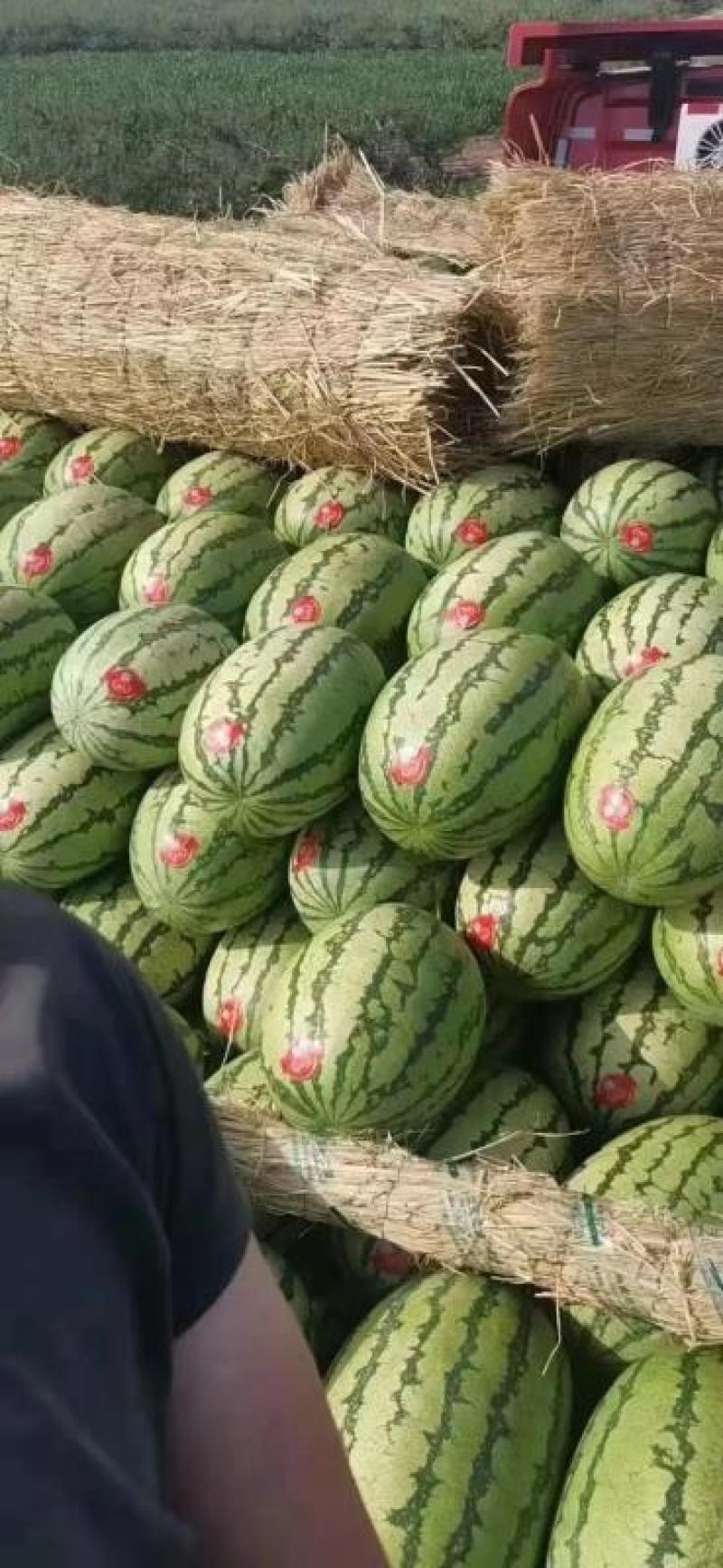 《推荐》甘肃西瓜金花1号西瓜头茬大量供应实力代发量大