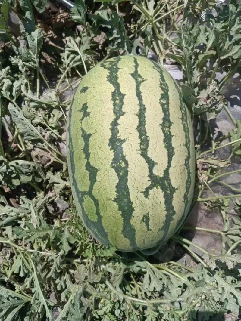 《推荐》甘肃西瓜金花1号西瓜头茬大量供应实力代发量大