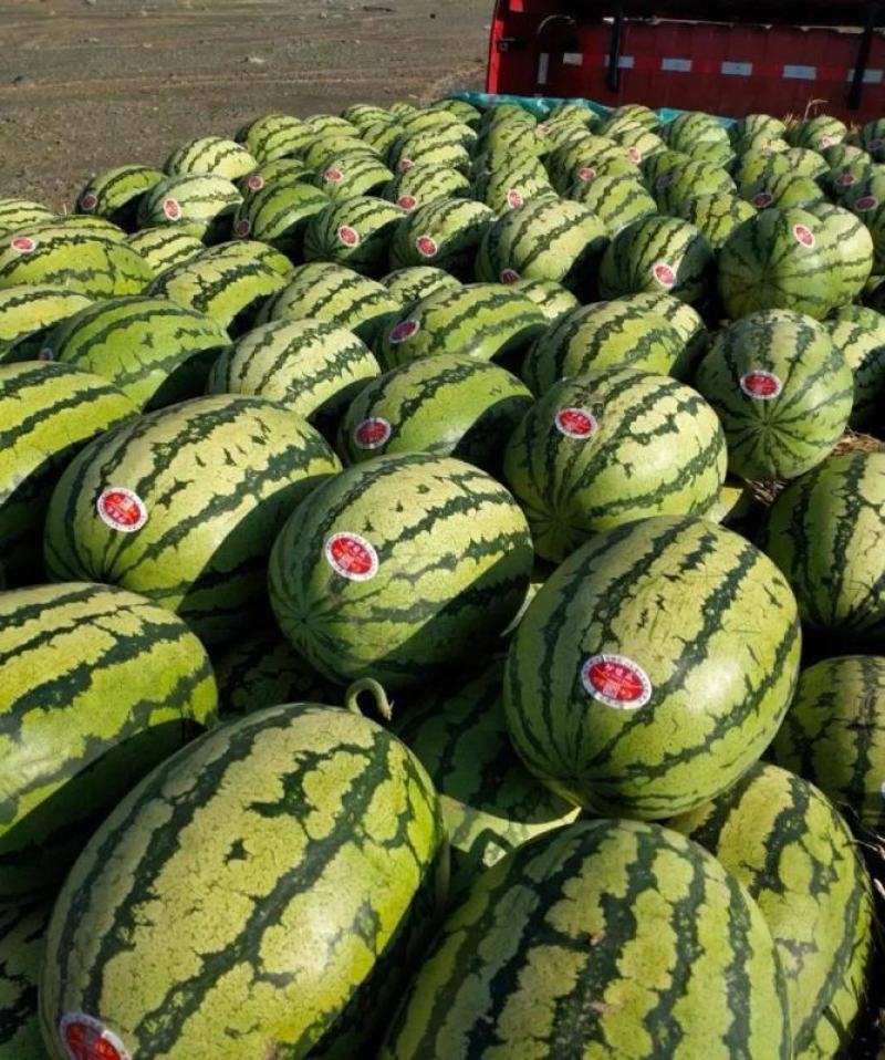 《推荐》甘肃西瓜金花1号西瓜头茬大量供应实力代发量大