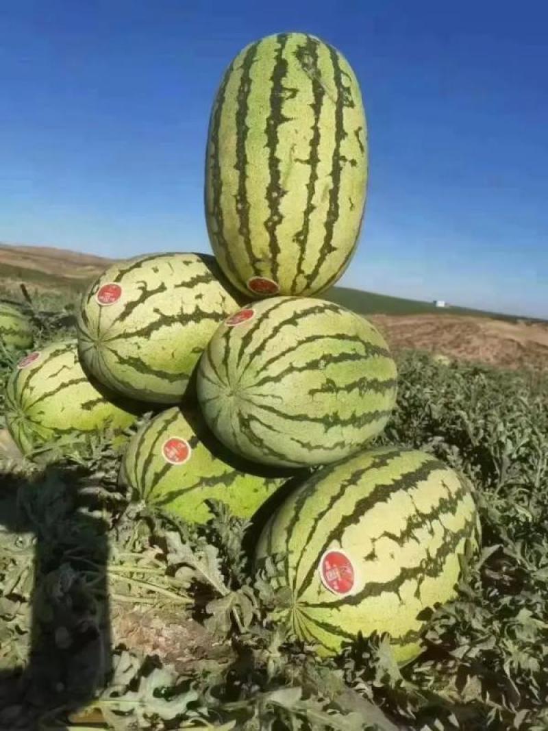 《推荐》甘肃西瓜金花1号西瓜头茬大量供应实力代发量大