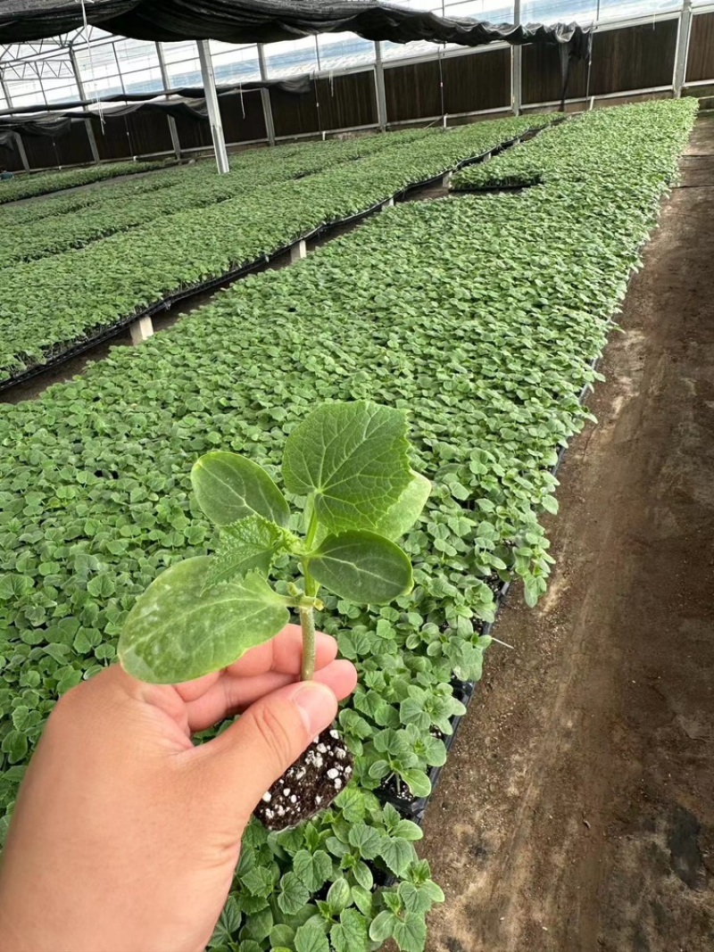 茄子苗大量现货，苗厂直发，品质保证，路途包损，免费指导