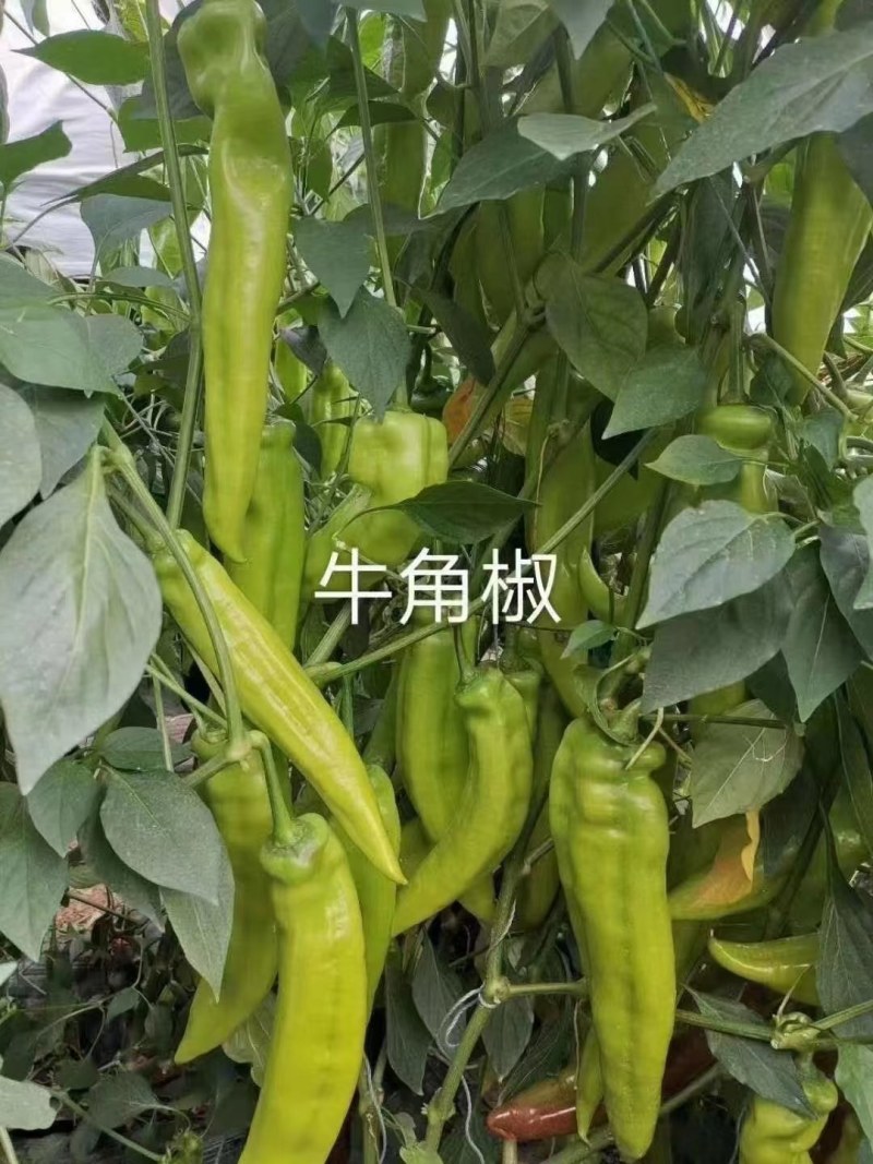 牛角椒苗，黄皮尖椒，越夏大果尖椒苗率辣椒苗基地直发包成活