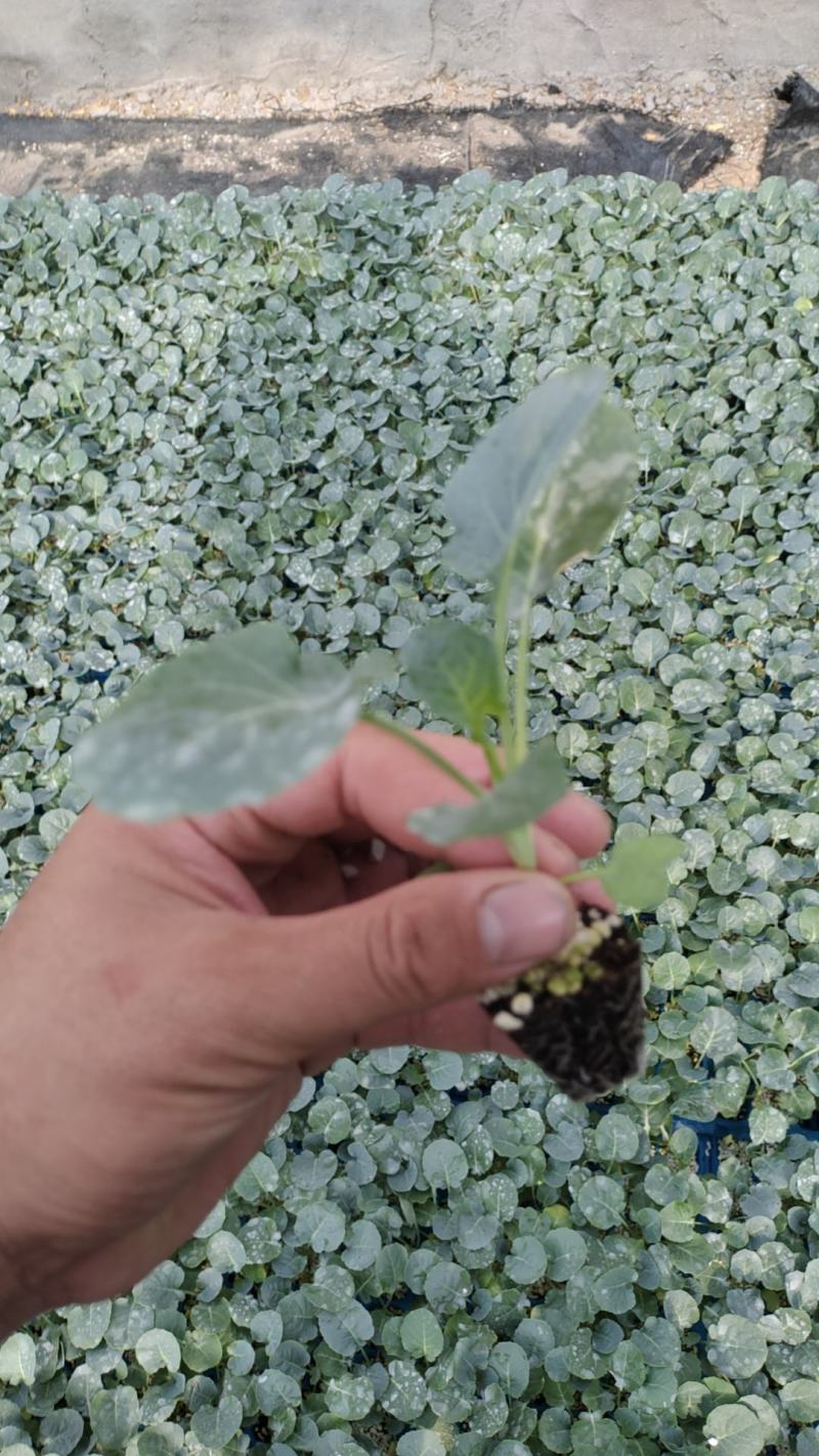 有机花菜苗，青梗花菜苗支持全国发苗原包装种子培育一级苗子