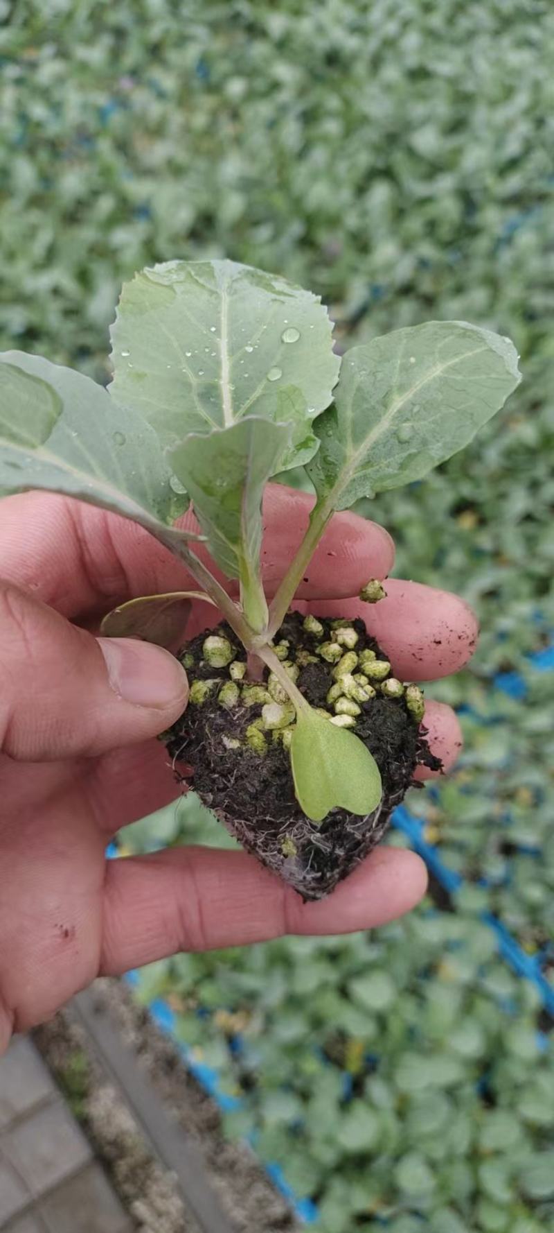有机花菜苗，青梗花菜苗支持全国发苗原包装种子培育一级苗子