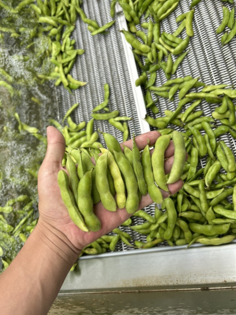 云南毛豆