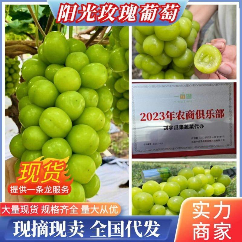【精选】阳光玫瑰葡萄商丘葡萄现货现摘现发全国发货