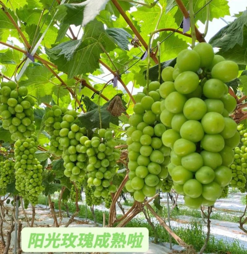 【精选】阳光玫瑰葡萄商丘葡萄现货现摘现发全国发货