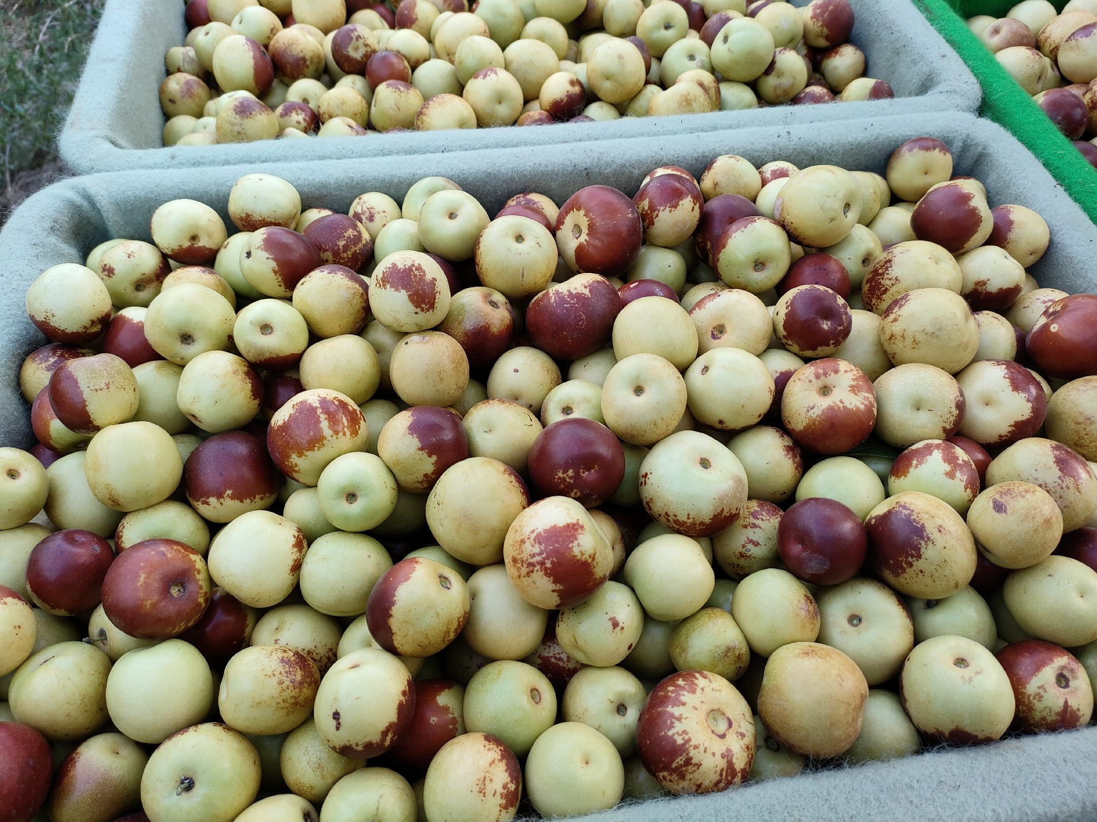 青枣与海鲜不宜同食