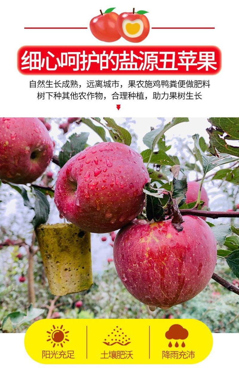 【一件代发，社区团购】大凉山昭通丑冰糖心苹果净重