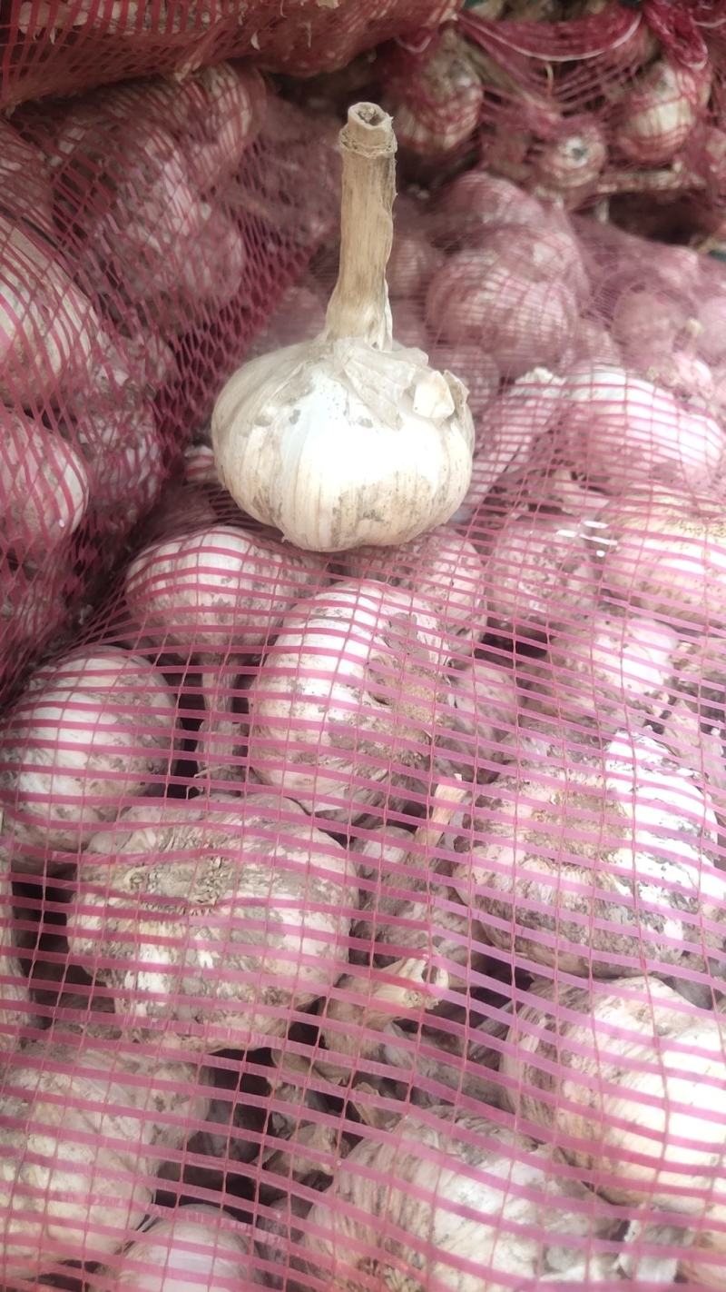 大蒜