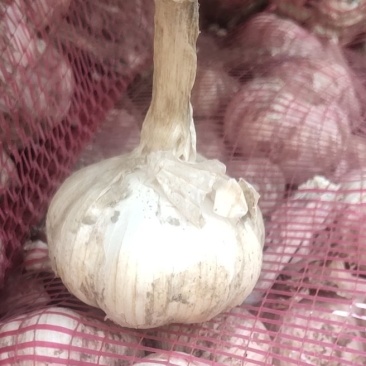 大蒜