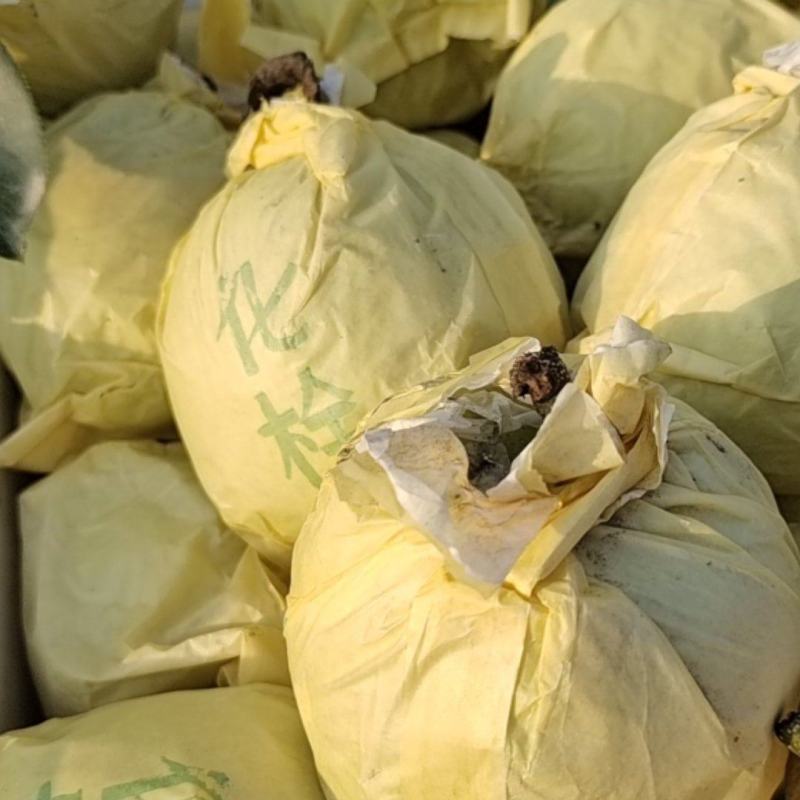 【精品甄选】安徽砀山翠玉梨，产地自发，大量现货，