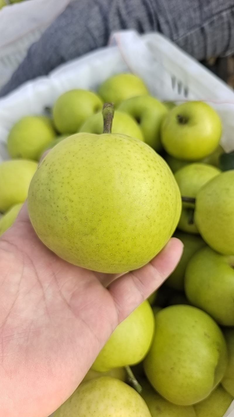 【精品甄选】安徽砀山翠玉梨，产地自发，大量现货，
