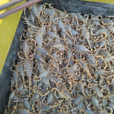 野生蝎子