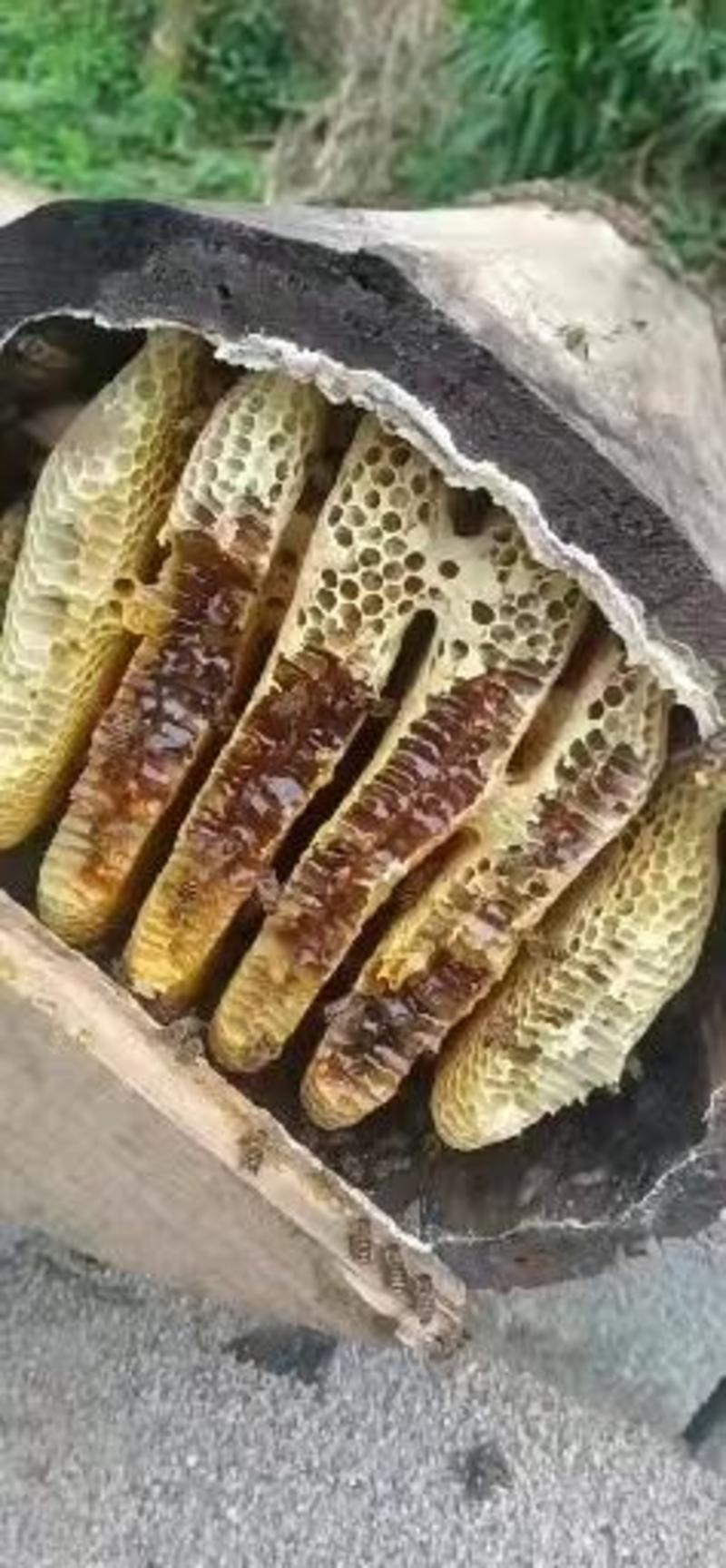 精品蜂蜜营养丰富质量保证品种纯正假一赔十