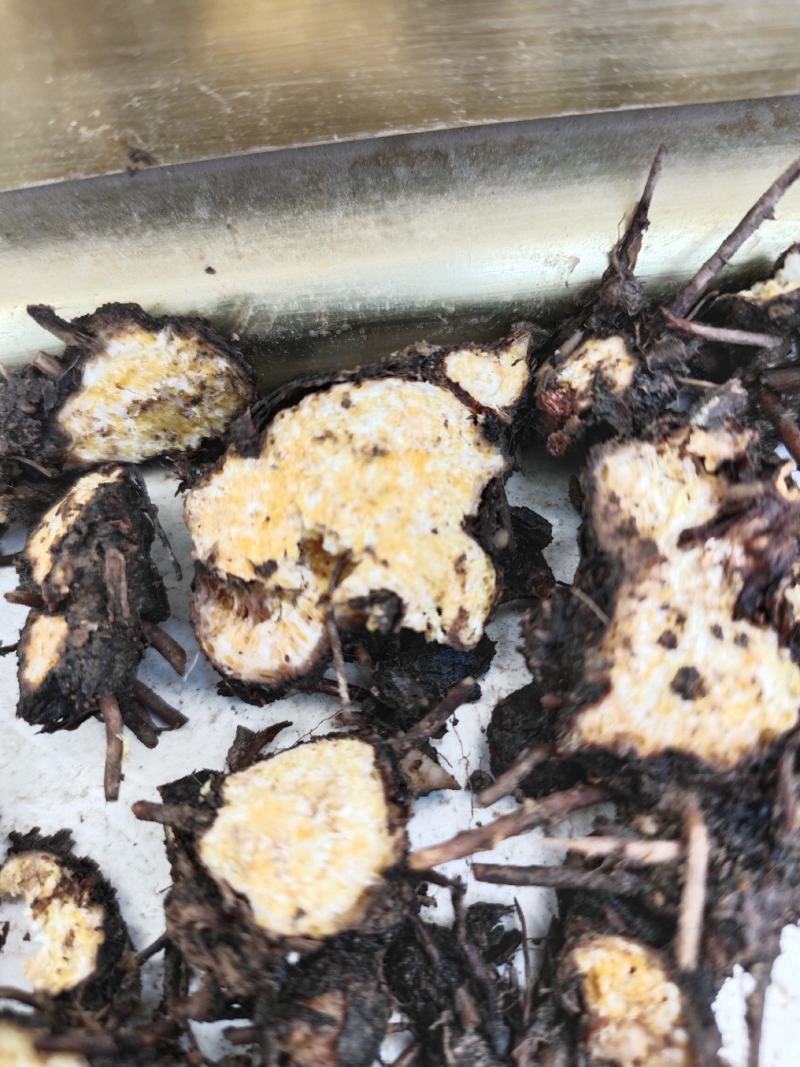 野生朱砂点苍术