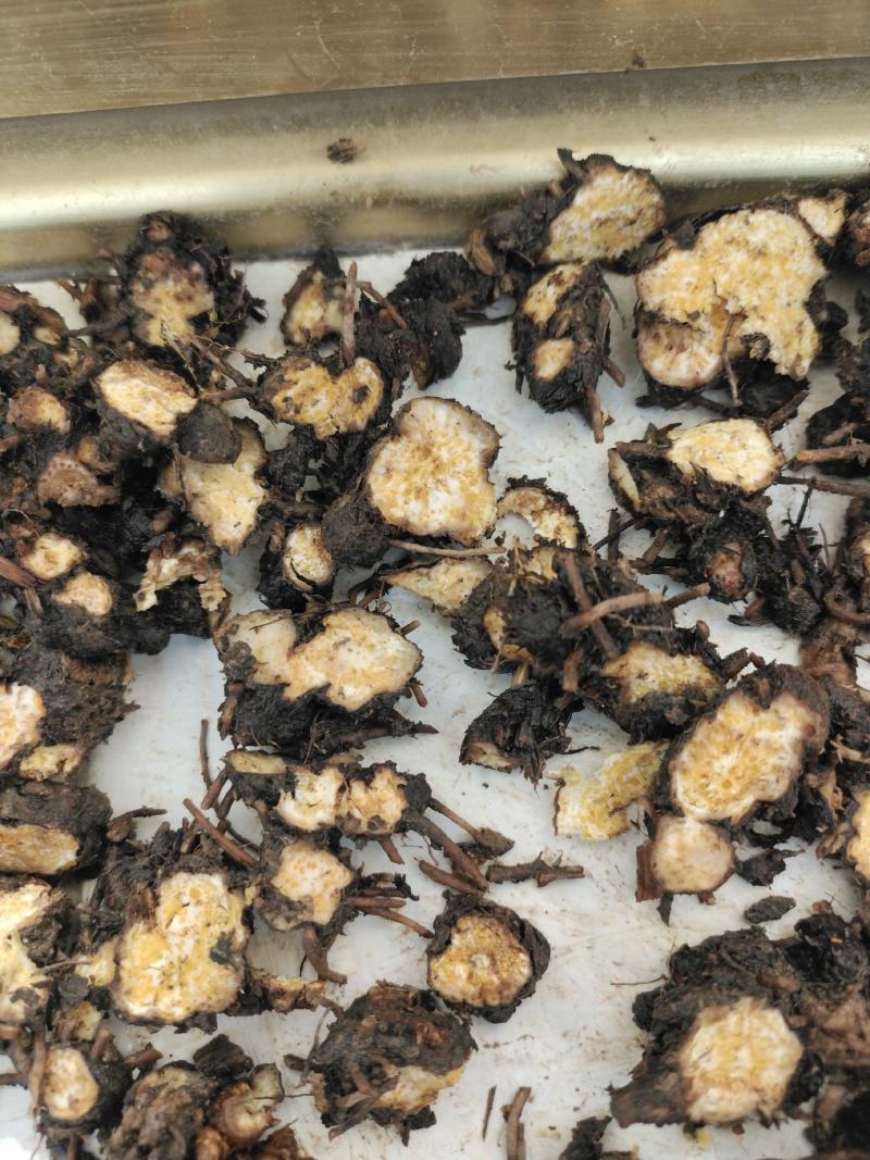 野生朱砂点苍术