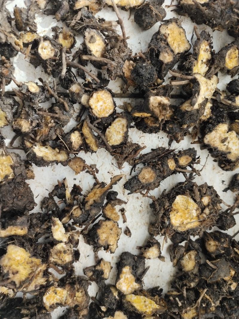 野生朱砂点苍术