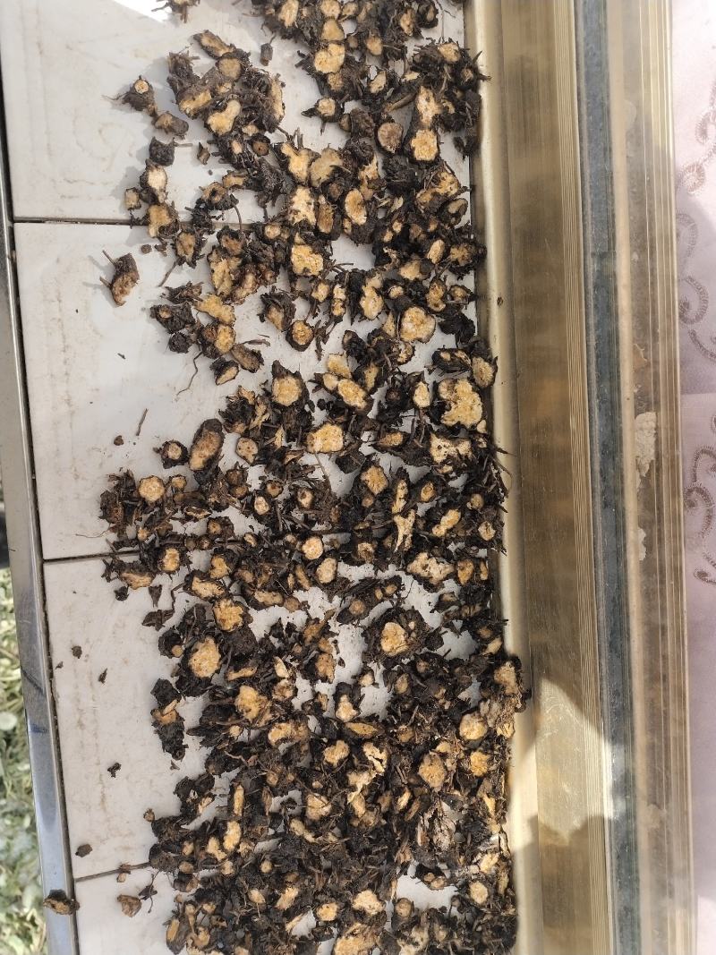 野生朱砂点苍术