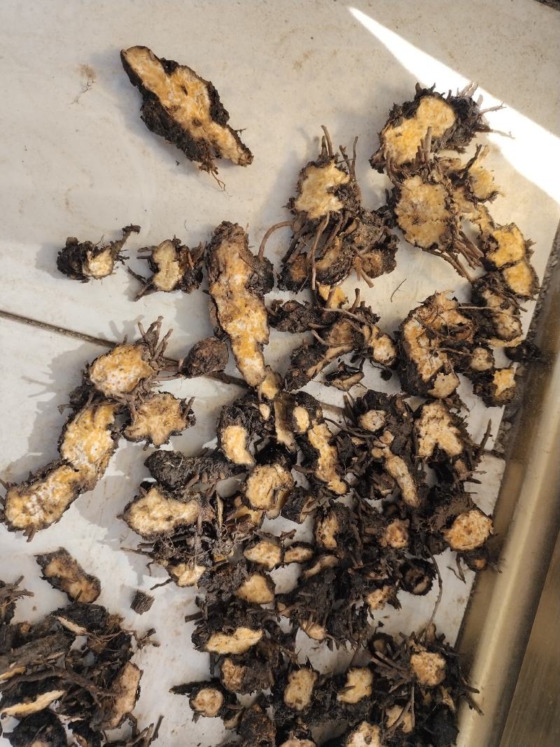 野生朱砂点苍术