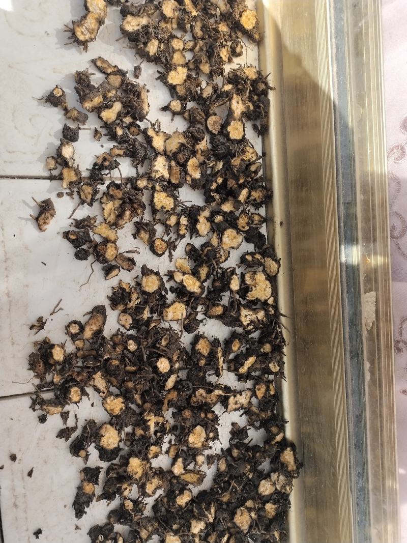 野生朱砂点苍术